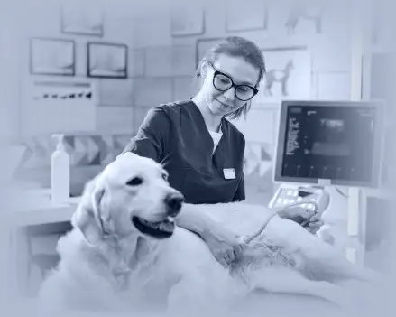 build-ai-veterinary-clinical-management-software-banner