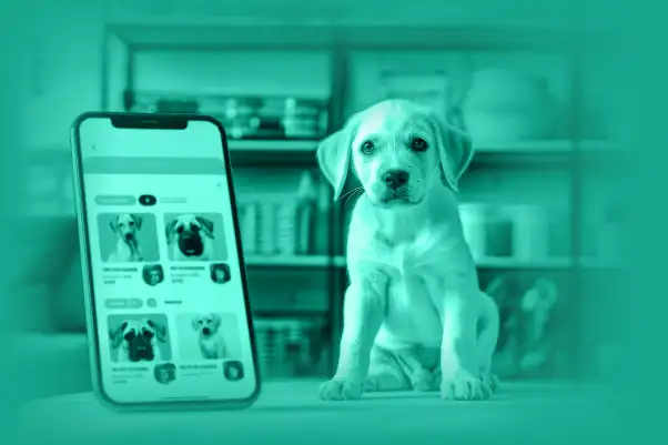 How to Develop a Pet Care App like Rover: An Experience Guide